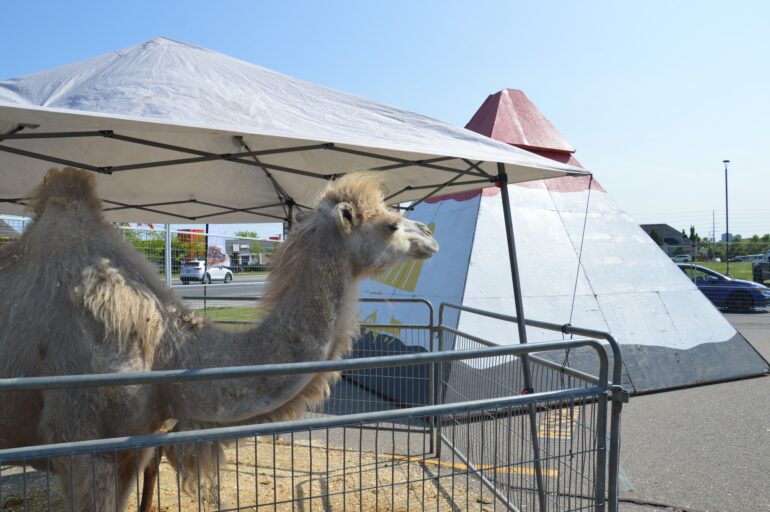 A camel and the Egyptian pyramid at the Egyptian pavilion in the parking lot at the Canadian Coptic Centre.