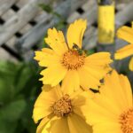 Humber celebrates Pollinator Week with new native plants in the arboretum