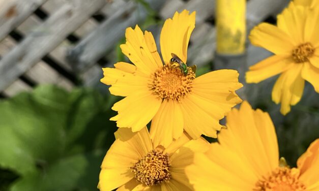 Humber celebrates Pollinator Week with new native plants in the arboretum