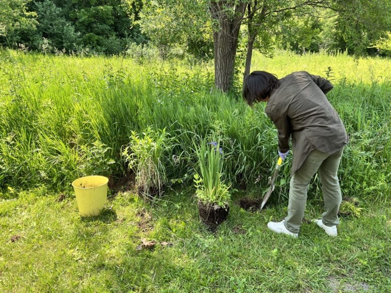 Humber student planting one of the 10 native plants