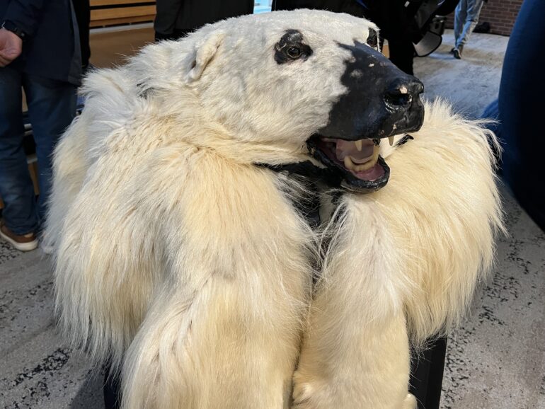 Sustainably sourced polar bear fur on display at the arctic station