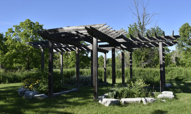 Humber medicine garden now open to Indigenous students and staff