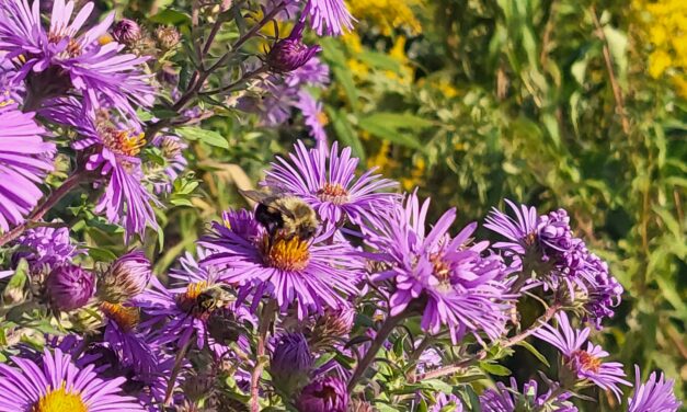 Local gardening centre uses grant to support pollinator insect population