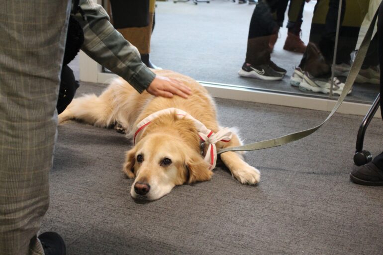 A golden retriever is laying down and students are petting him.