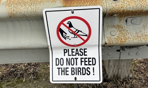 Toronto woman ruffles feathers 
for illegally feeding birds in parks