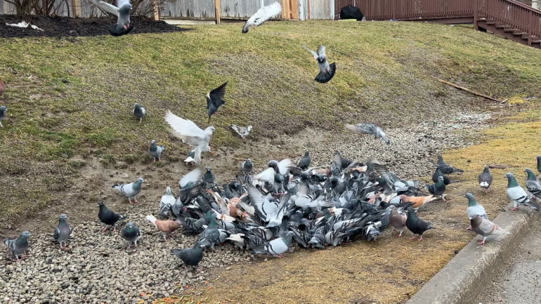 A flock of pigeons gathered to eat their food.