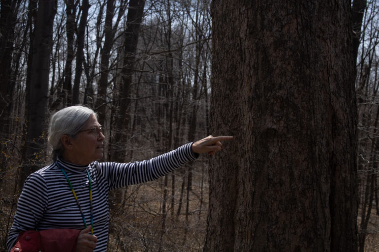 Lynn short pointing at a 200 year old tree in a forest