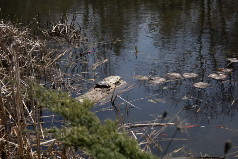 A turtle at the Arboretum sits out in the sun next to a discarded Beer bottle