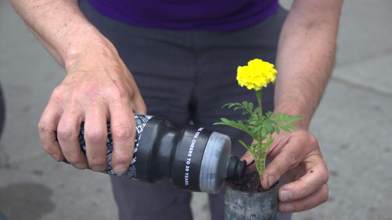 A person watering a marigold plant.